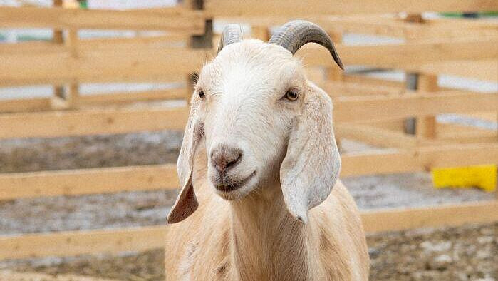 ���� ������� � ��������� ����� �� ���� ���� ����������