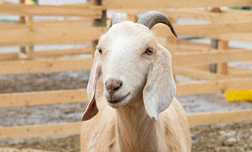 ���� ������� � ��������� ����� �� ���� ���� ����������