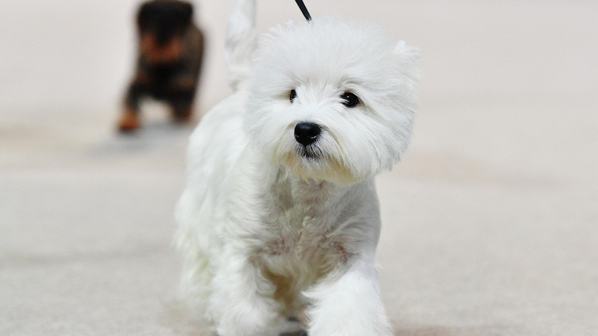 ������ ����� ������, ������ �������