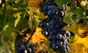 В Молдавии сокращается урожай винограда