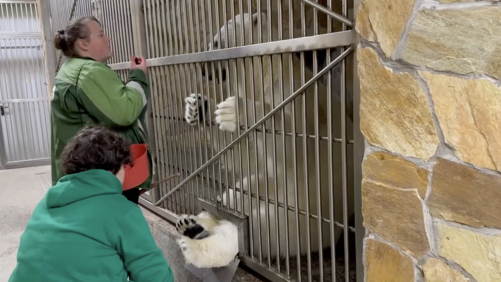 Ленинградский зоопарк показал, как белую медведицу учат сдавать анализы