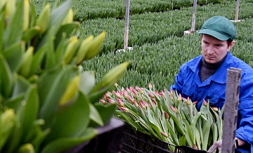 В АКРА рассказали о подорожании свежесрезанных цветов