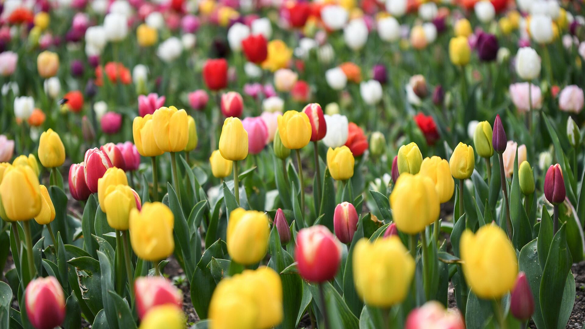 Опрос показал, как российские женщины относятся к работе и семье