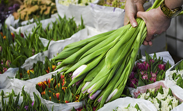 Минсельхоз рассказал о ситуации с обеспечением российского рынка цветами