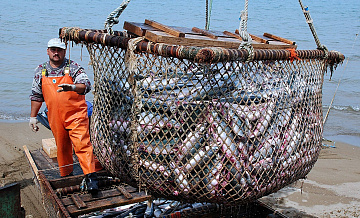 Российский вылов водных биоресурсов составил более трех млн тонн
