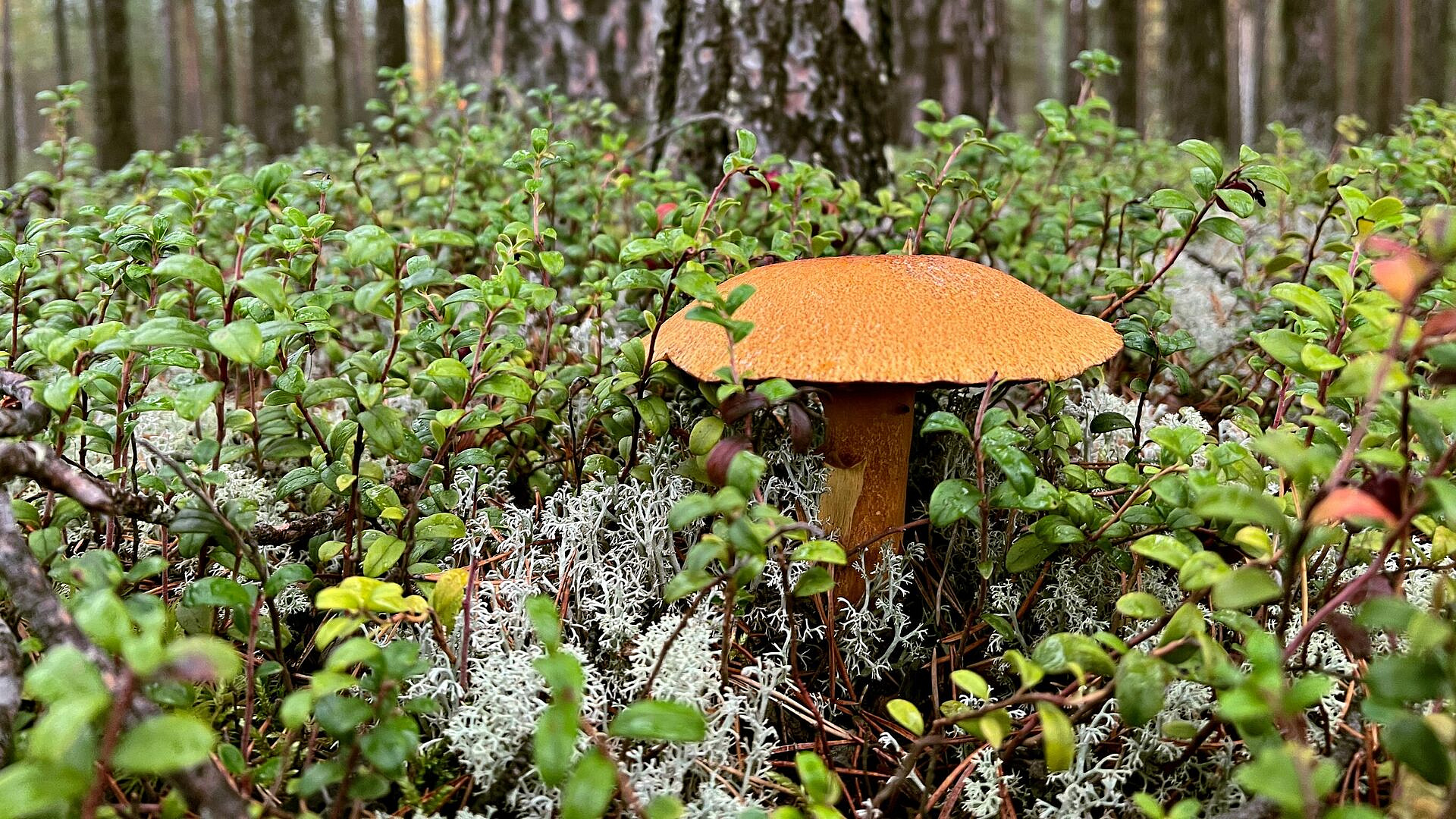 Россиян предупредили об огромных штрафах за сбор некоторых грибов