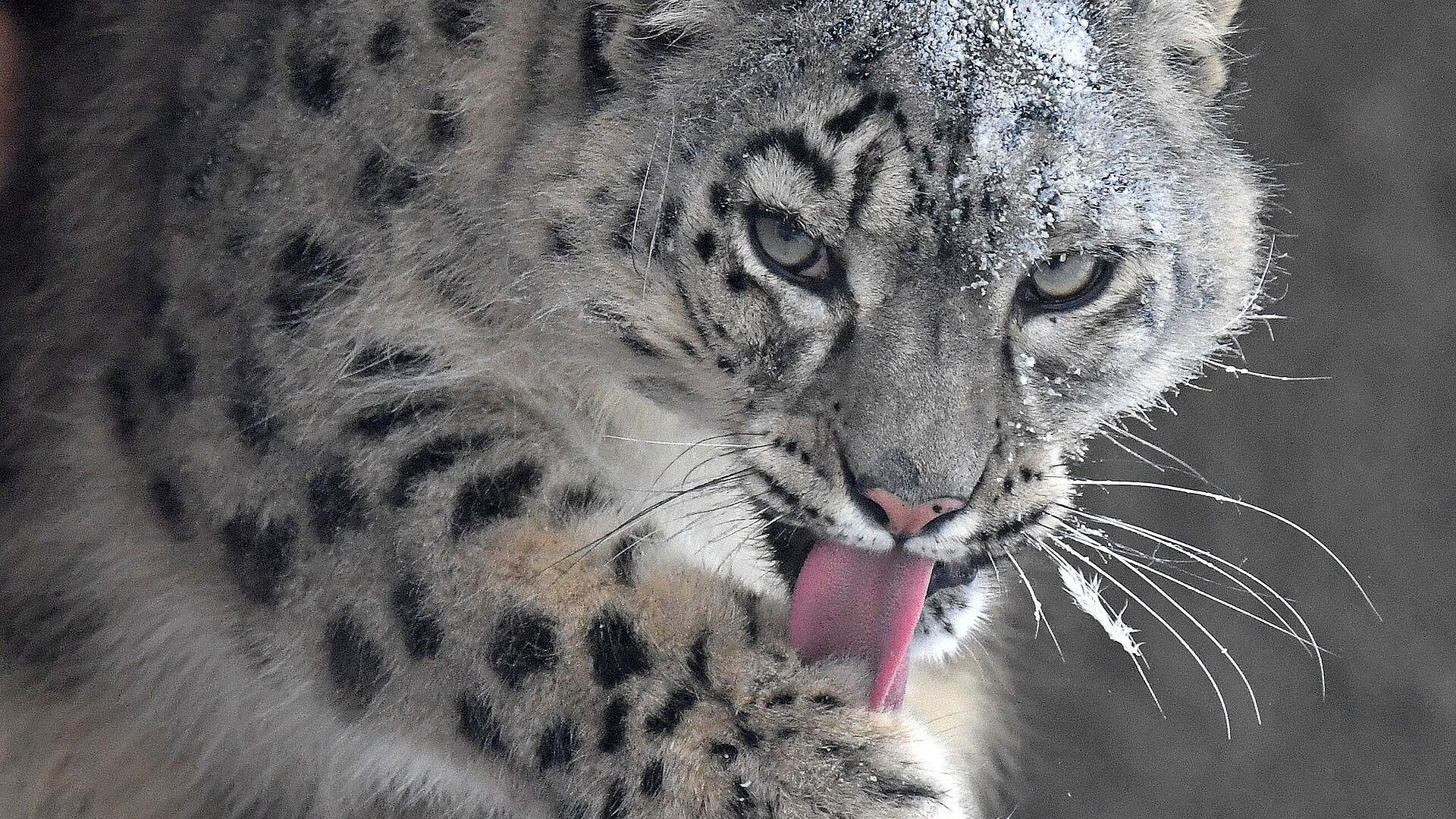 Выдача разрешений на добычу краснокнижных животных не станет проще