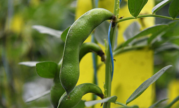 Россия стала вторым крупнейшим поставщиком гороха в Индию