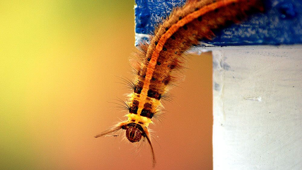 Ученый рассказал, чем опасен контакт с гусеницами в Турции