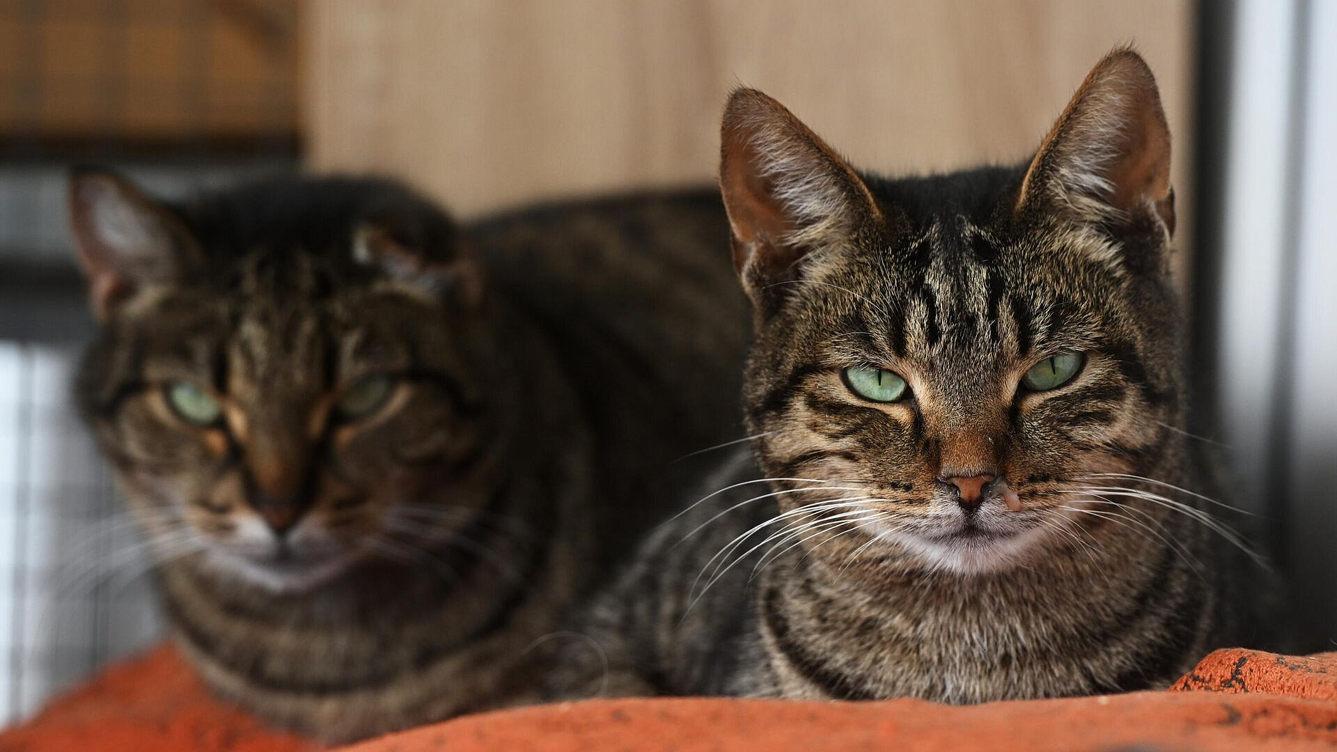 На выставке-пристройстве в Москве 13 кошек нашли новых хозяев