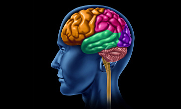 Ученые сравнили уровень стресса художника и программиста