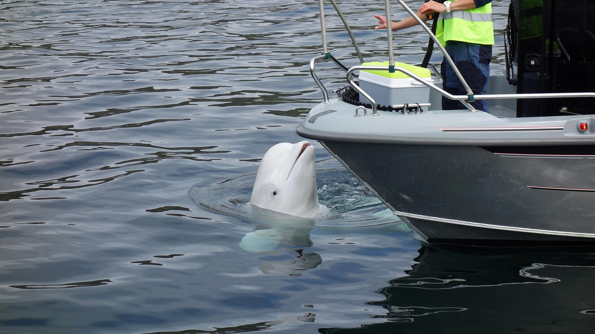 �������� ��������, �� ���� ���� "���������� ���-�����"