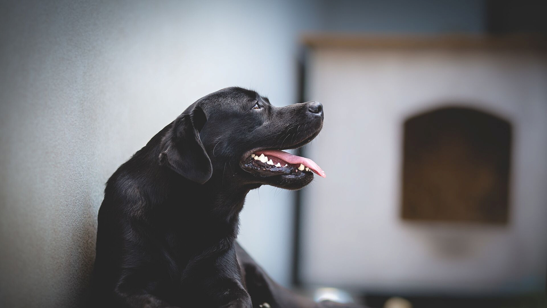 Стало известно, сколько собаководы тратят в месяц на своих питомцев