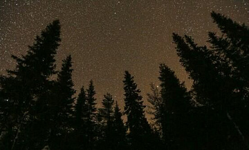 Финляндия нарастила вырубку лесов из-за России