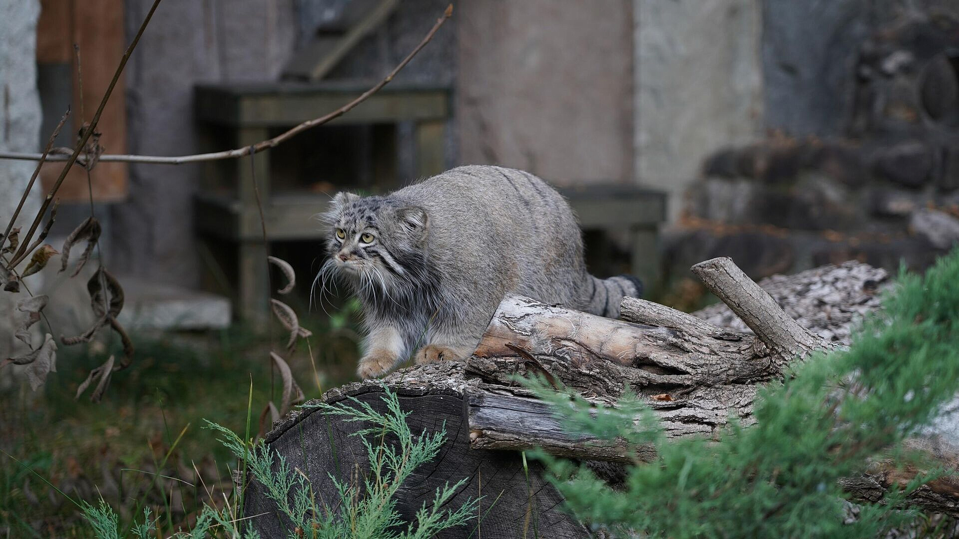 ����� ������� ������� � �������� ���� ����������