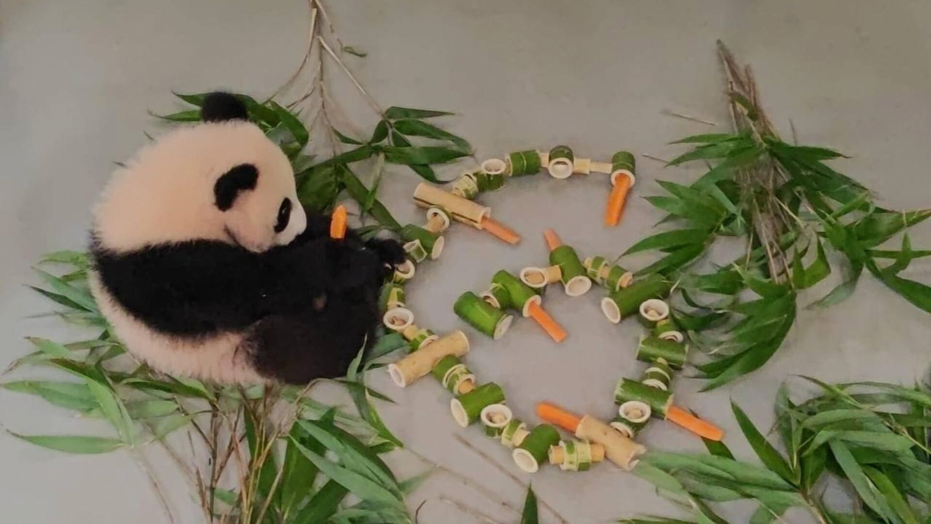 Панда Катюша вышла в большой вольер Московского зоопарка