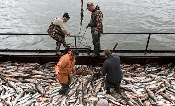 Южная Корея сократила закупки российских морепродуктов до минимума за год