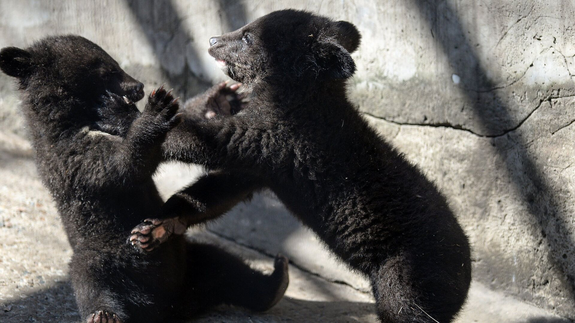 ��� ����������� ������� � ���������� �������� ���� � ������ �� �����