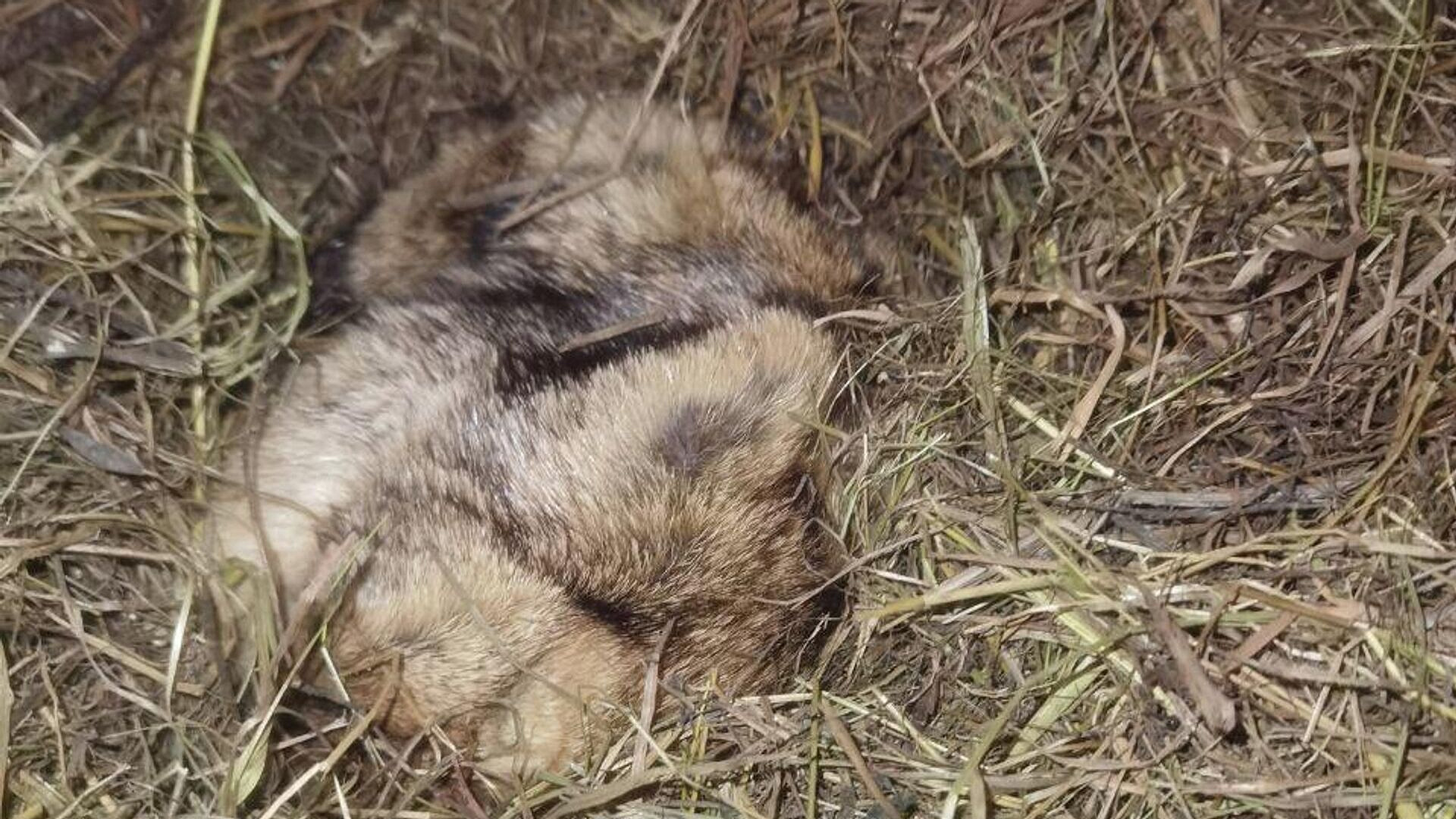 Сурок Филимон из Ленинградской области проспал свой день