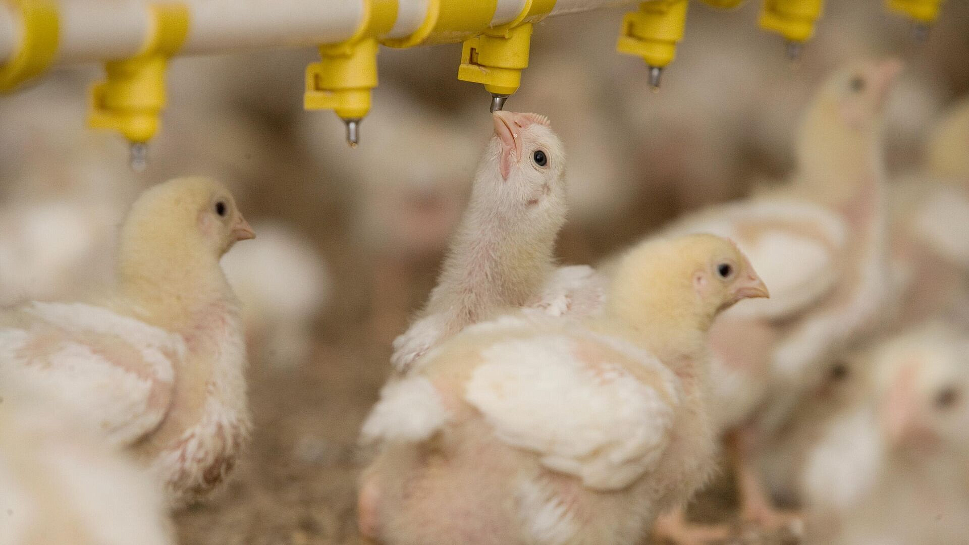 Ученые придумали, как безопасно раскормить цыплят