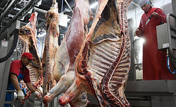 Россия начнет поставки говядины в Малайзию 