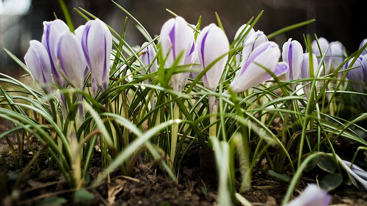 Юрист предупредил об ответственности за сбор краснокнижных первоцветов