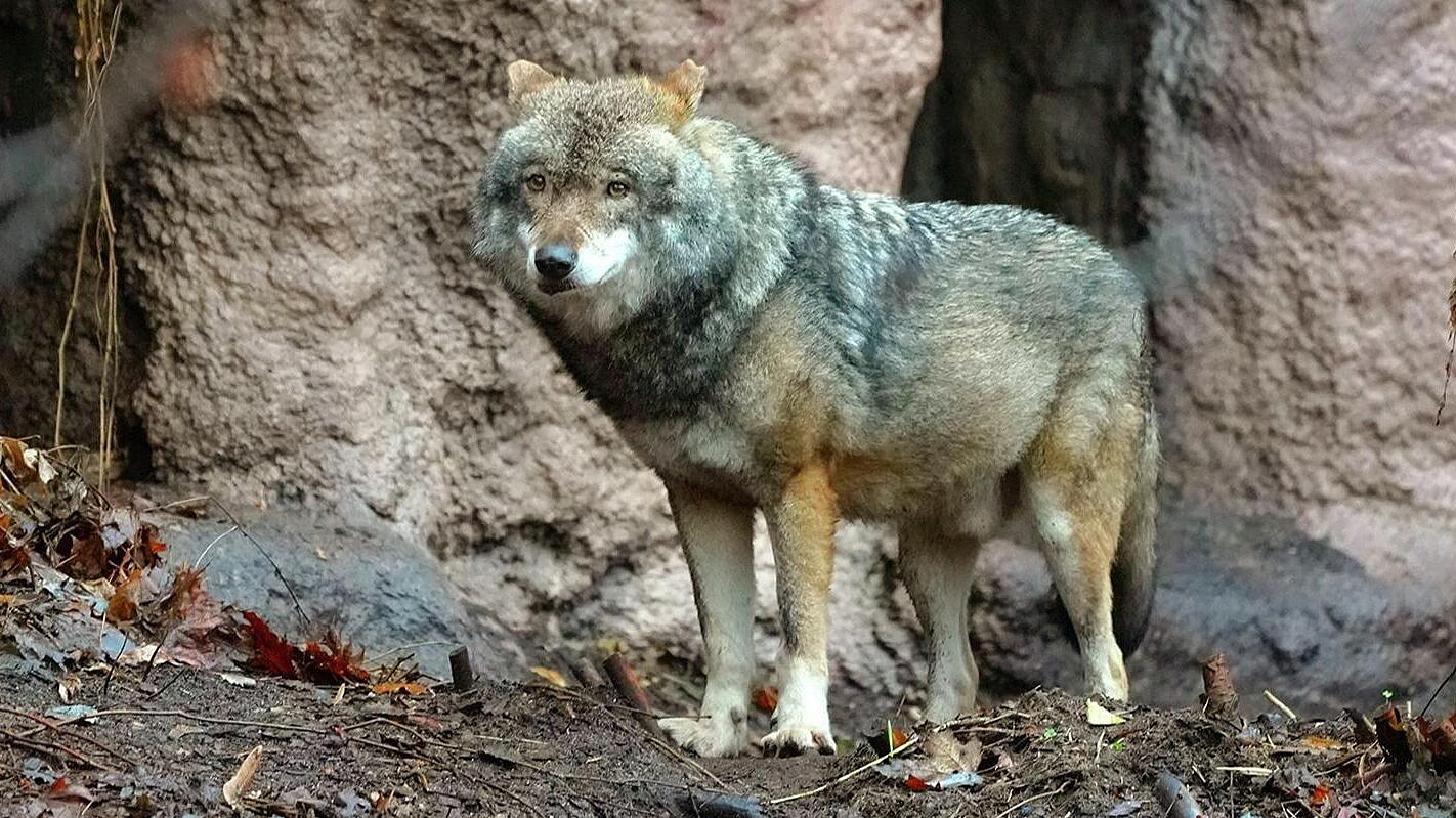 � ���������� �������� ��������� ����� ������ �����