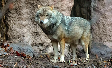 � ���������� �������� ��������� ����� ������ �����