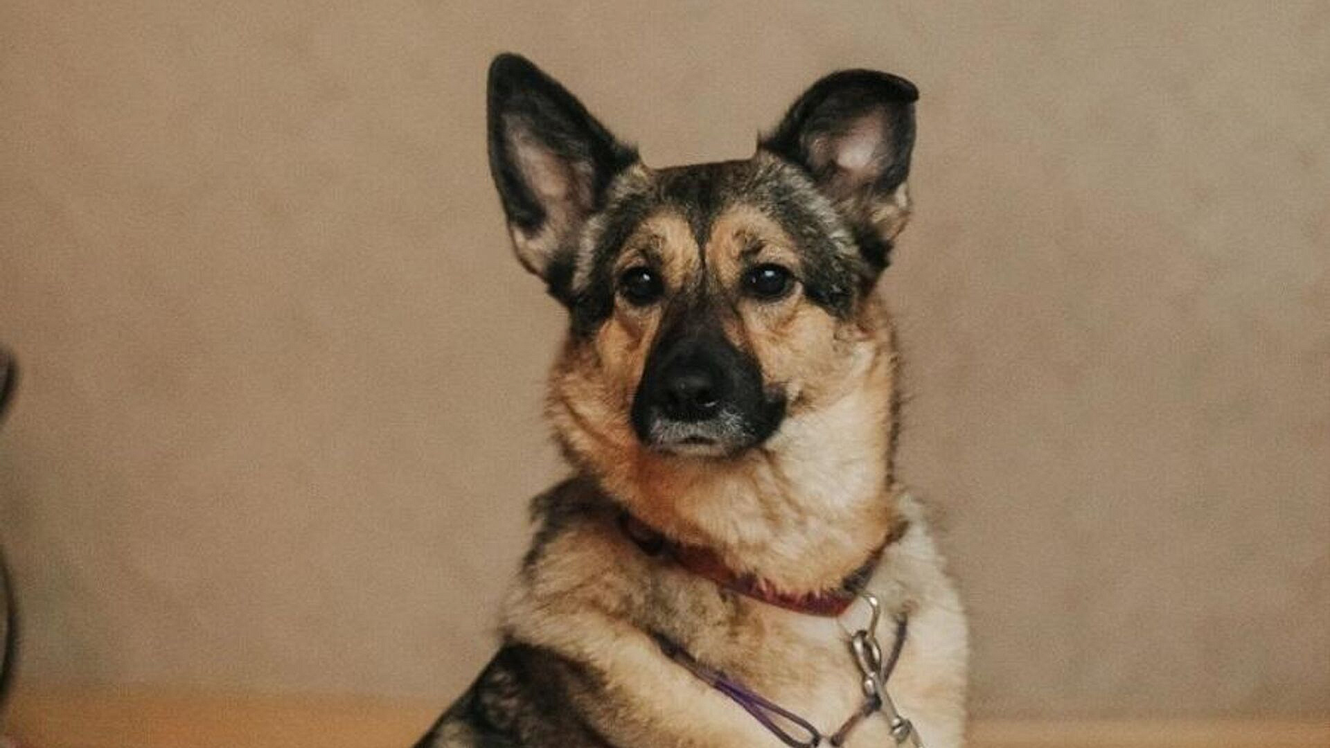 Собака Рона из Калининграда вошла в финал "Лохматого Оскара"