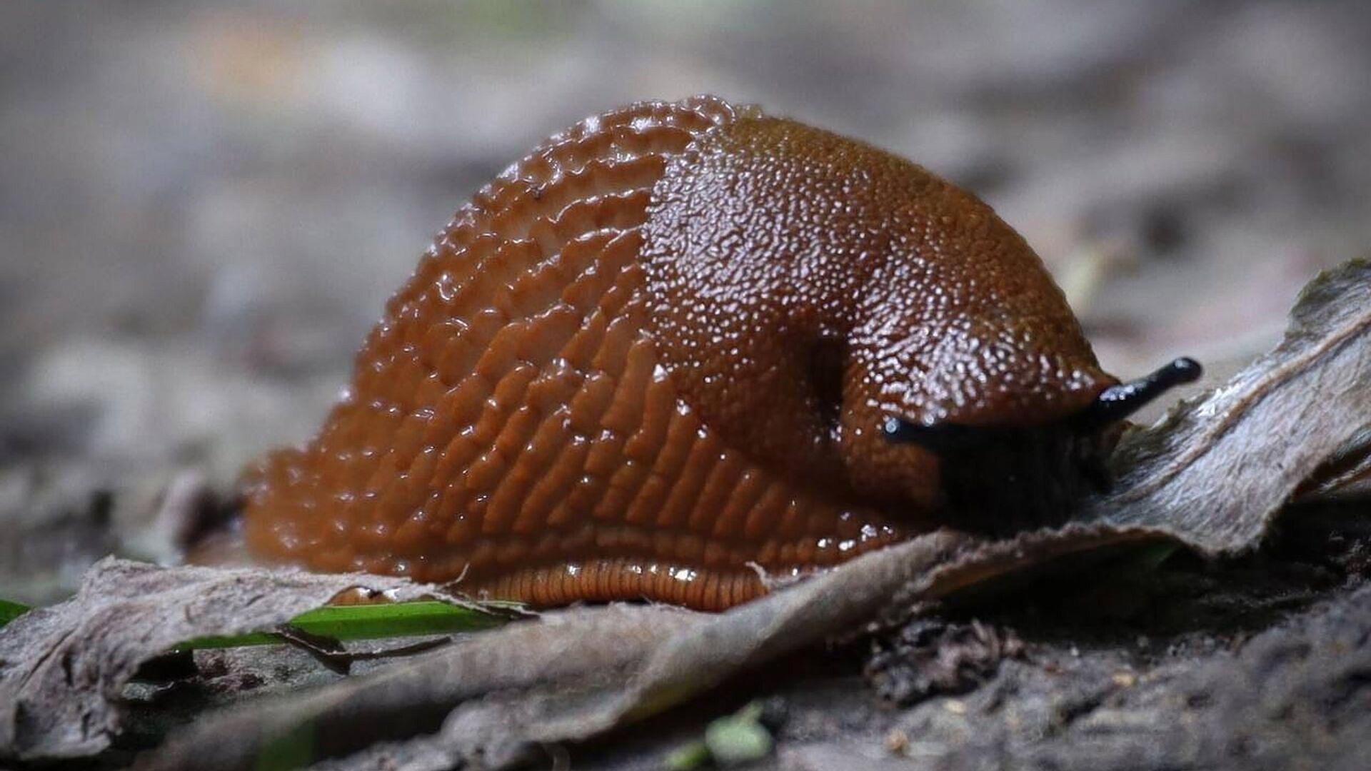 Ученый рассказал, когда в Москве могут появиться гигантские слизни