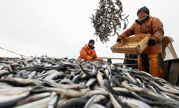 Двенадцать рыболовецких предприятий России будут поставлять улов в КНР