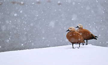 Ученый назвал животных, которые страдают в снегопад