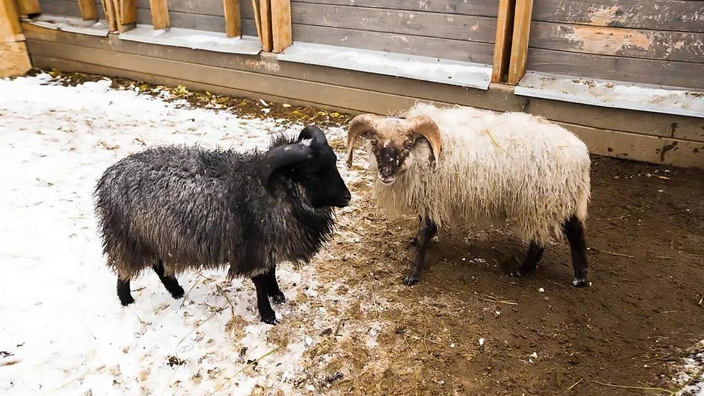 На "Городской ферме" ВДНХ поселились карликовые барашки