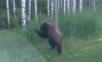 В Ленинградской области ДПС с мигалками сопровождала медведя на дороге