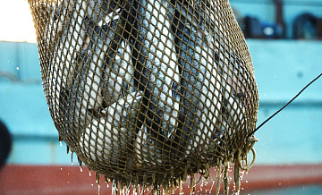 Япония в 2024 году нарастила импорт рыбы  из России