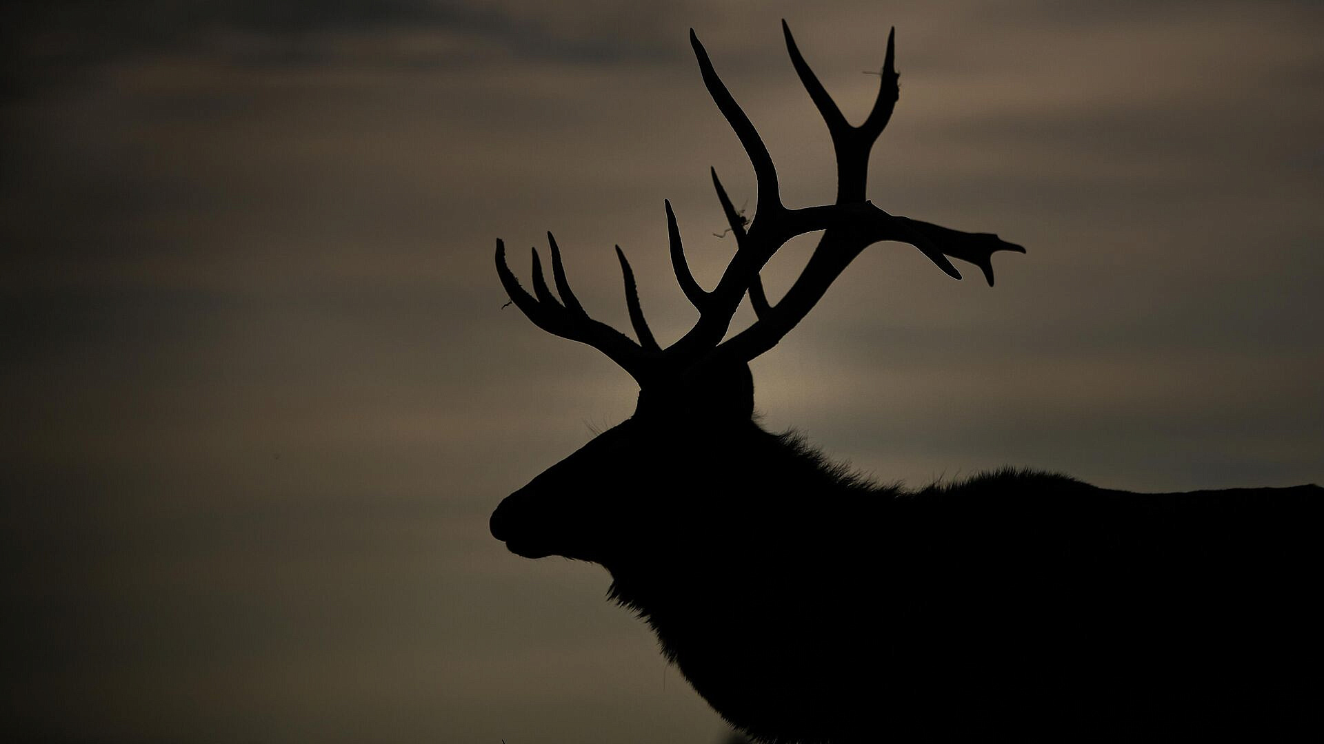 В Раменском поймали сбежавшего оленя