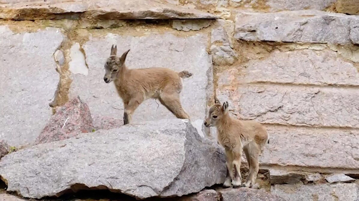 В Московском зоопарке родились козлята дагестанского тура