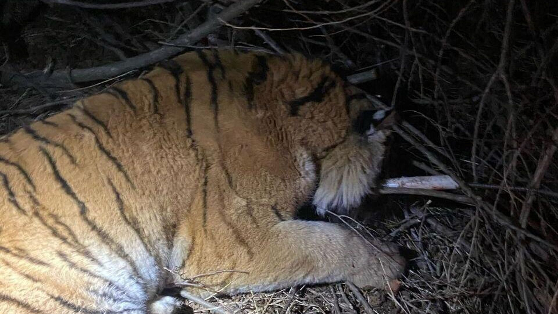 Охотнадзор поймал тигра, нападавшего на лошадей в Приморье