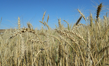 Господдержка сельского хозяйства в Забайкалье увеличилась на 120 млн рублей