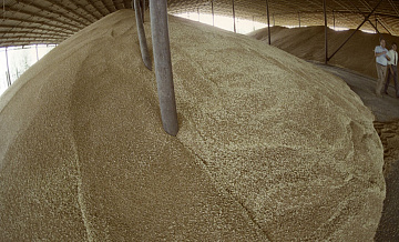 Россия стала для Пакистана главным поставщиком зерна