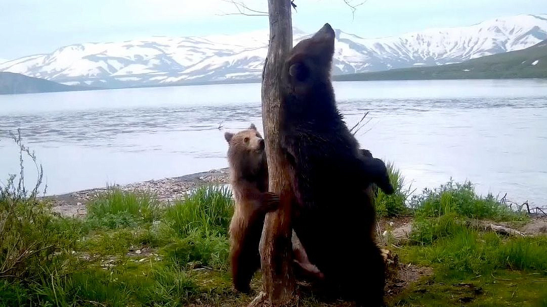 Фотоловушка засняла медвежью "переписку" у Курильского озера на Камчатке