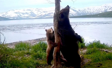 Фотоловушка засняла медвежью "переписку" у Курильского озера на Камчатке