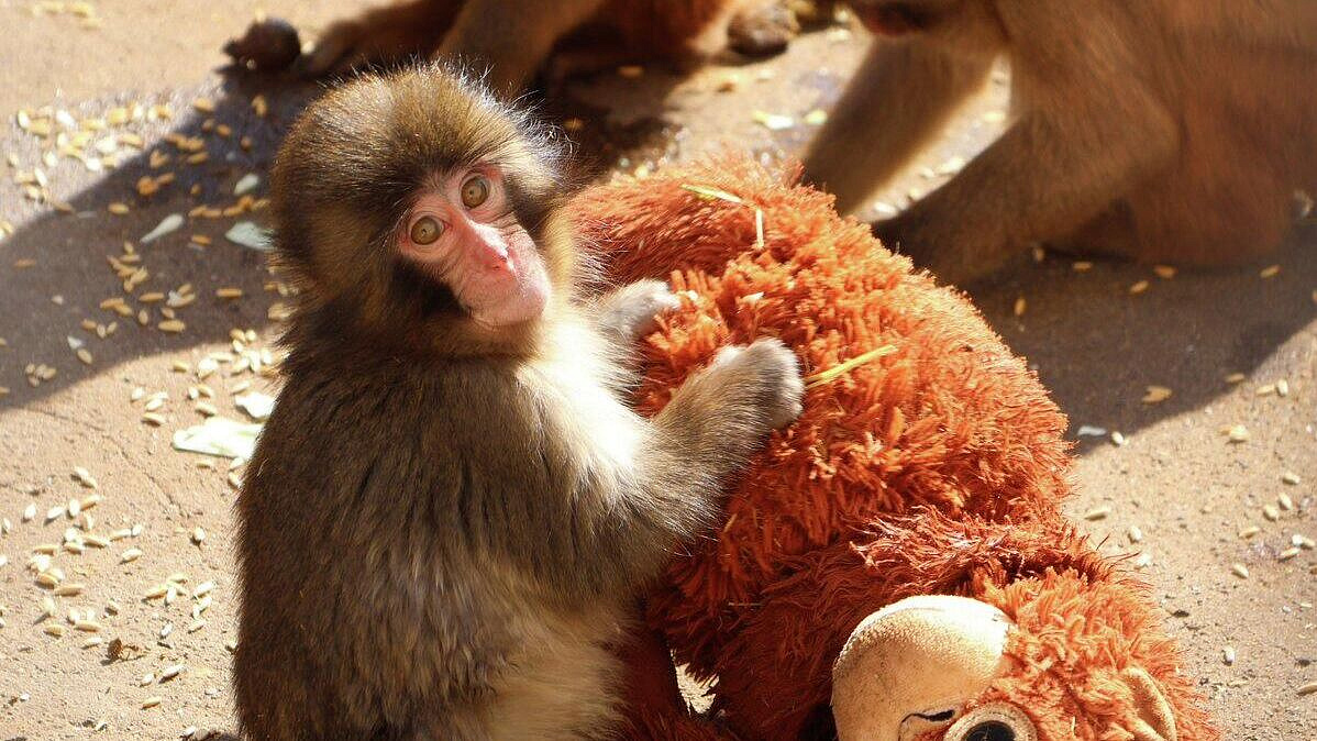 "Мама" Панти стала одной из самых продаваемых игрушек в японской IKEA