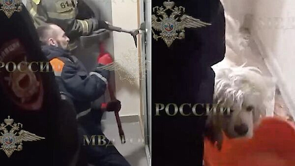 Полицейские ищут хозяина собаки, освобожденной из квартиры в Подмосковье