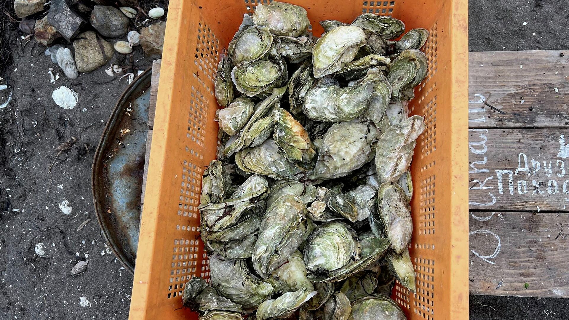 Россия после введения санкций увеличила производство устриц