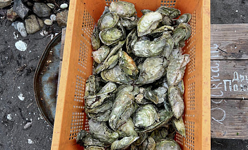 Россия после введения санкций увеличила производство устриц