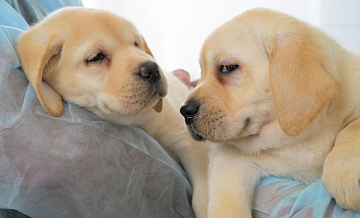 ��������: � ������� ����������� ��������� ������������ ������� ��� ��������