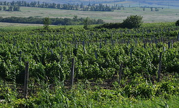 В России начнут выращивать виноград на севере