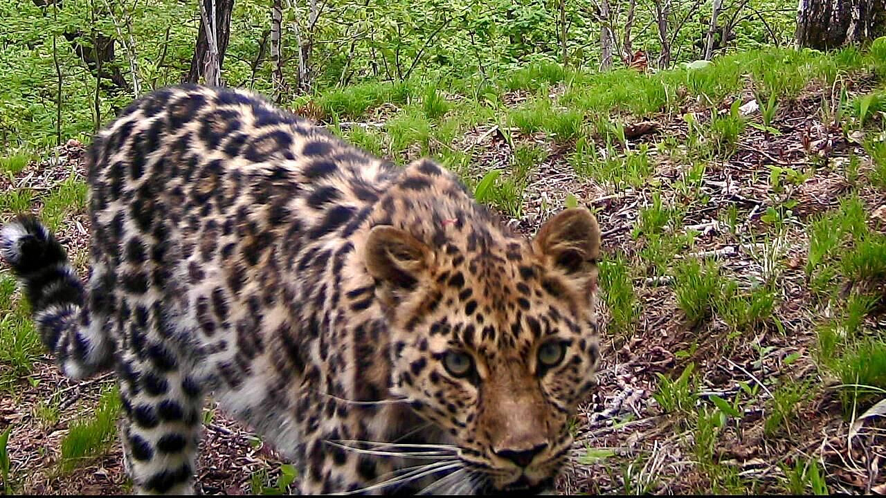 Россия и Китай обменяются данными по популяции леопарда