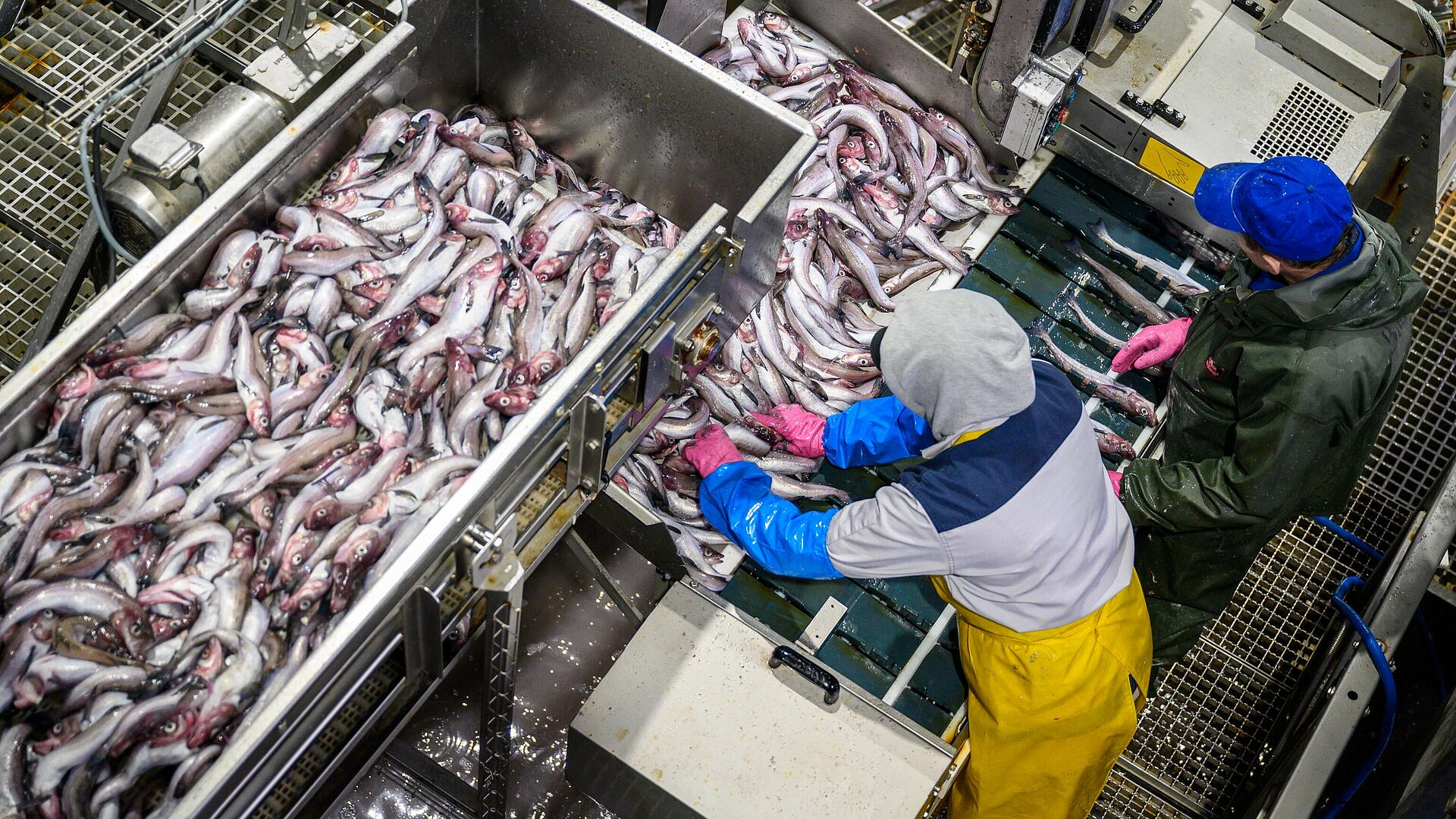 �� �������� �������� �������������������� ��������